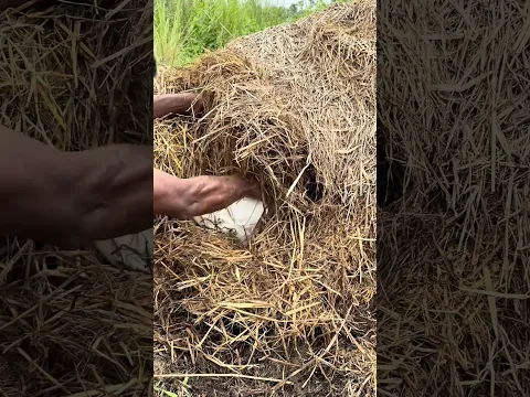 Hidden Duck Nest Found in the Haystack!