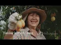 Download Lagu From Seed to Snack: The Amazing Journey of Thai Jackfruit!