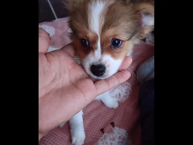 動画