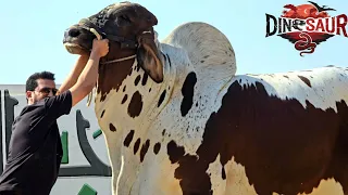 Biggest Brahman Bulls At Jamal Cattle Farm - Bakra Eid 2026