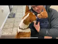 Ragnar Meets Freya for the First Time BRINGING HOME BASENJI PUPPY