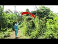 Lagu Shocking Discovery! Jungle Completely Swallowed This Abandoned House After Years! π±πΏποΈ