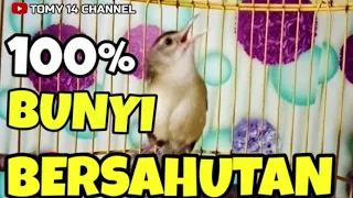 suara pancingan ciblek sawah ombyokan biar cepat nembak gacor