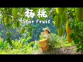Download Lagu 「一席一果」杨桃——里面住着五角星的宝藏水果【滇西小哥】
