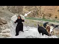 Download Lagu ⛰️ The Great Challenge in the Highlands: Returning Kulthum with Salt for the Health of Sheep 💥🧂