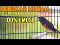 TEMBAKAN PANJANG MURAI BATU ISIAN CILILIN,KENARI,LOVEBIRD 100%PANCING GACOR IKUT BONGKAR MATERI
