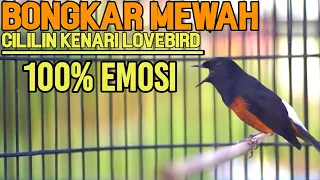 Download TEMBAKAN PANJANG MURAI BATU ISIAN CILILIN,KENARI,LOVEBIRD 100%PANCING GACOR IKUT BONGKAR MATERI MP3