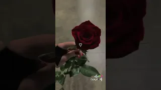 يا جمال يا خيال R 