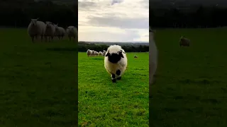 Shaun The Sheep الخروف شون Shorts 