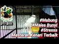 Download Lagu Masteran Kenari Saat Mabung,Stresss,Macet Bunyi langsung Gacor Kembali Hitungan Hari