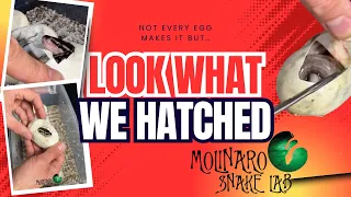 Not Every Egg Makes It But……Look What We Hatched!