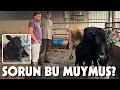 Download Lagu BUZAĞININ TEŞHİSİ KOYULDU | Tedavi, Tohumlama