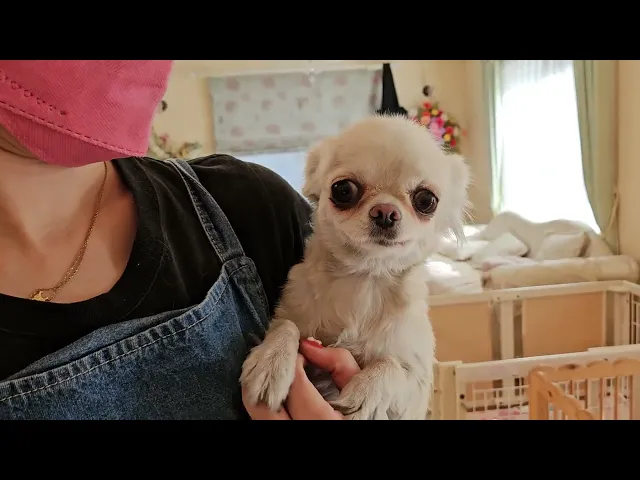 動画