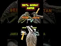 Download Lagu ciri burung pelatuk sampit jantan dan betina #burungpelatuk