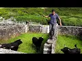 Download Lagu JAF Bulls - Paixão Pelo Perigo - (Dangerous Passion) - Terceira Island - Azores - Portugal