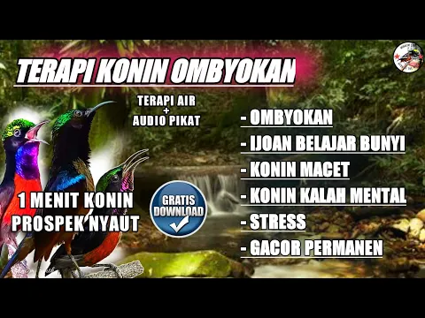 Download MP3 TERAPI KONIN OMBYOKAN TERBAIK • YANG PROSPEK PASTI NYAUT !! BIKIN KOLIBRI NINJA BAHAN CEPAT GACOR !!