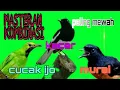Download Lagu MASTERAN KOMBINASI PALING  MEWAH .. MURAI VS CUCAK IJO  VS KACER.. PALING GACOR.