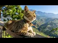 Download Lagu Music for Cats 😽 Good Sleep Music and Stress Relief Music for cats, Music that cats like