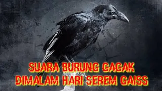 Download Suara burung Gagak serem dimalam hari~ Zona Hewan MP3