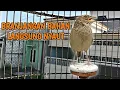 Download Lagu Branjangan Parva Gacor untuk Pancingan Branjangan Bahan Agar Bunyi
