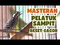 Download Lagu masteran sadis burung pelatuk sampit gacor dor full nembak