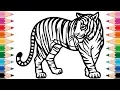 How to Draw Tiger Coloring Pages for Kids Drawing and Learn Colors for Kid Toddlers