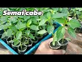 Lagu Semai cabe rawit di polybag