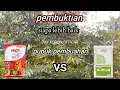 Lagu PUPUK PEMBUAHAN, PEMUPUKAN POHON DURIAN AGAR BERBUAH LEBAT, MKP vs NPK GROWER SIAPA YANG TERBAIK