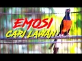 Download Lagu Kretekan pedas murai batu untuk pancingan murai batu yang malas bunyi