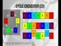 Cycle Crossover - CX