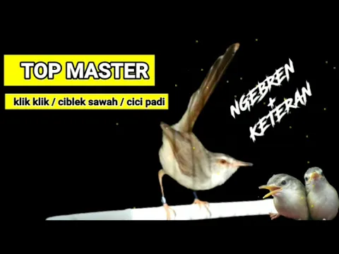 Download MP3 Master Klik klik / ciblek sawah  (1 JAM FULL NGEBREN + KETERAN ) Bebas Iklan