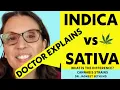 Download Lagu Indica vs Sativa vs Hybrid in Cannabis. Dr. Jagmeet Sethi MD.