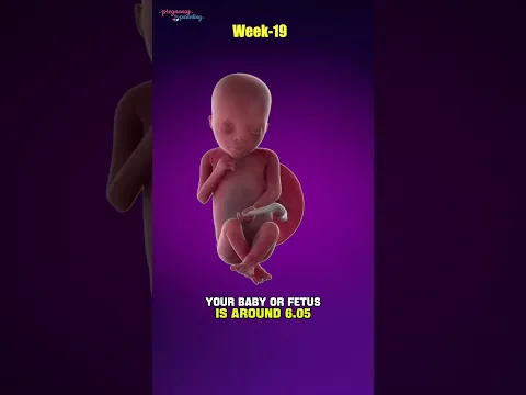 How Big Is a 19-Week Fetus?