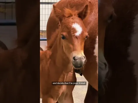 Throwback! Baby Mini Horse George Does NOT Want to Be My Friend