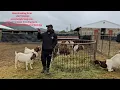 The south african Boer of 6 months weighing 70kgs live weight See what they eat know the feeding