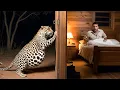 Lagu Pregnant Leopard Knocks on Ranger's Door Begging for Help–What Happened Next Is Absolutely SHOCKING!
