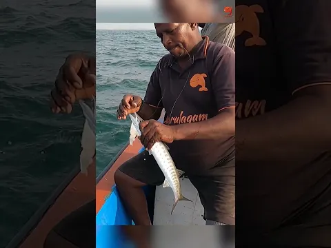 Barracuda Fishing with Squid Bait #fishing #fishingvideos #fishingtime