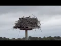 Live On Cape Cod New England 10-Day Forecast Into May Looks Wet White How Fast Do Osprey Breed