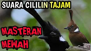 Download MASTERAN MEWAH MURAI BATU SUARA CILILIN TAJAM MP3