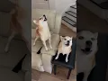 Lagu Singing Shibas #doge #shiba #singingshiba #howlingwolf