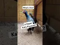Download Lagu Are these Nepal Kalij Pheasants paranoid? 🤣 They sure act like it sometimes #birdtrend #nepalkalij