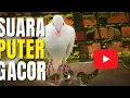Download Lagu Burung Puter Gacor Panjang 🔥 Suara Pikat Terampuh 2025