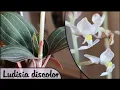 Download Lagu Ludisia discolor