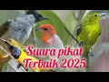Lagu suara pikat terbaik 2025 ,kemade ,sogon ,sirtu , dan kutilang