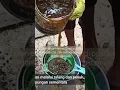 Download Lagu pengolahan urine kambing jadi pupuk organik cair