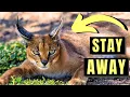 CARACAL - The MOST DANGEROUS Domesticated Cat In the World