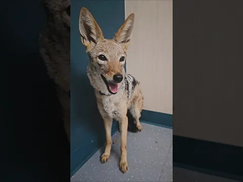 African Black-backed Jackal goes to the vet!