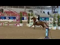 Cuba Libre OS 1 30m West Palms Grand Prix - WINNING JUMP-OFF LAEC 2026