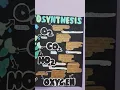 photosynthesis chart