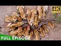 Africa s Deadliest Fights For Survival FULL EPISODE Nature Animal Documentary